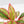 Aglaonema 'Siam Aurora' Variegated (wk41-L44)