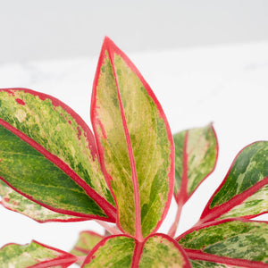 Aglaonema 'Siam Aurora' Variegated (wk41-L44)
