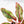 Aglaonema 'Siam Aurora' Variegated (wk41-L44)