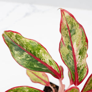 Aglaonema 'Siam Aurora' Variegated (wk41-L44)