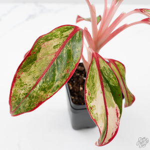 Aglaonema 'Siam Aurora' Variegated (wk41-L44)