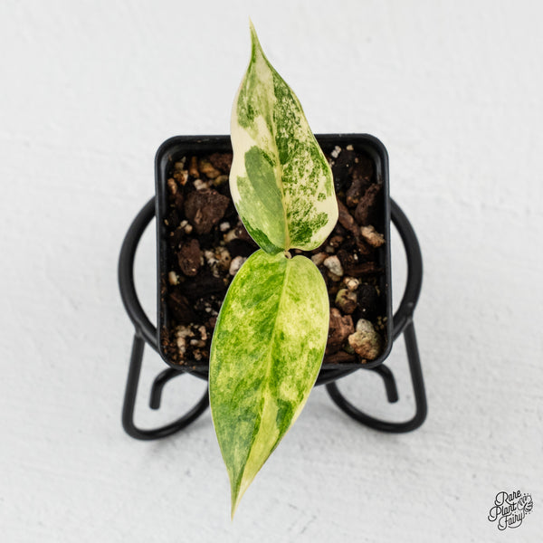 Aglaonema 'Siam Jade' Variegated (wk45-H)