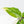 Aglaonema modestum 'Spilt Milk' (wk25-E)