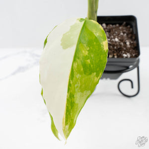 Aglaonema modestum 'Spilt Milk' (wk25-E)