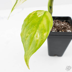 Aglaonema modestum 'Spilt Milk' (wk25-E)