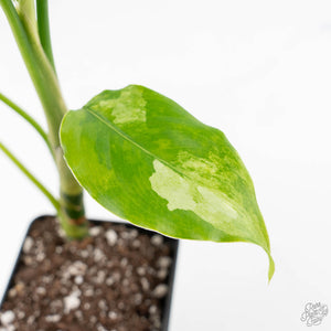 Aglaonema modestum 'Spilt Milk' (wk25-E)