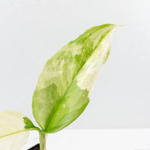 Aglaonema modestum 'Spilt Milk' (wk30-G)