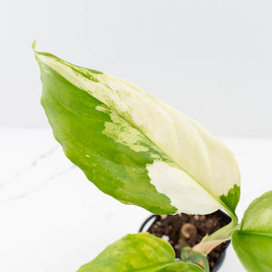 Aglaonema modestum 'Spilt Milk' (wk30-G)