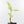 Aglaonema modestum 'Spilt Milk' (wk30-G)