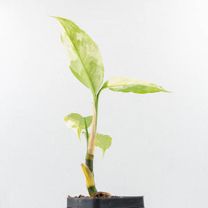 Aglaonema modestum 'Spilt Milk' (wk30-G)