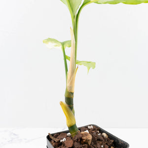 Aglaonema modestum 'Spilt Milk' (wk30-G)