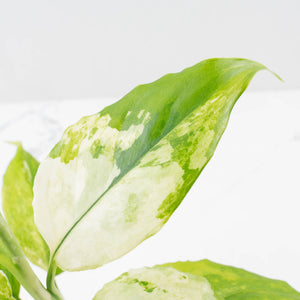 Aglaonema modestum 'Spilt Milk' (wk35-L101)