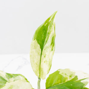 Aglaonema modestum 'Spilt Milk' (wk35-L101)