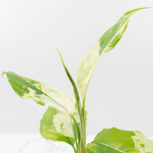 Aglaonema modestum 'Spilt Milk' (wk35-L101)