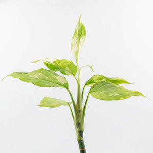 Aglaonema modestum 'Spilt Milk' (wk35-L101)