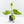 Aglaonema modestum 'Spilt Milk' (wk35-L101)