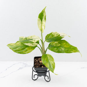 Aglaonema modestum 'Spilt Milk' (wk35-L101)