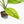 Aglaonema modestum 'Spilt Milk' (wk35-L101)
