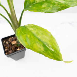 Aglaonema modestum 'Spilt Milk' (wk35-L101)