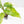 Aglaonema modestum 'Spilt Milk' (wk35-L101)