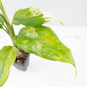 Aglaonema modestum 'Spilt Milk' (wk35-L101)