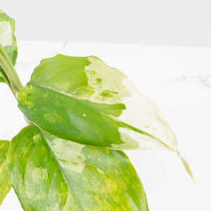 Aglaonema modestum 'Spilt Milk' (wk35-L101)