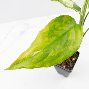 Aglaonema modestum 'Spilt Milk' (wk35-L101)