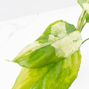 Aglaonema modestum 'Spilt Milk' (wk35-L101)