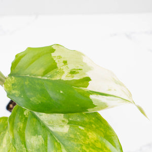 Aglaonema modestum 'Spilt Milk' (wk35-L101)