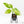 Aglaonema modestum 'Spilt Milk' (wk21-D)