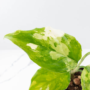 Aglaonema modestum 'Spilt Milk' (wk21-D)