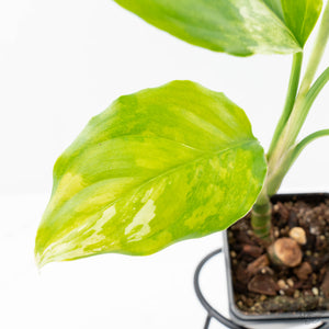 Aglaonema modestum 'Spilt Milk' (wk21-D)