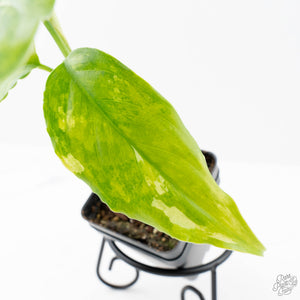 Aglaonema modestum 'Spilt Milk' (wk21-D)