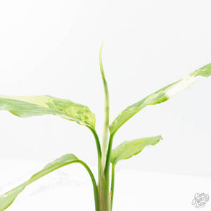 Aglaonema modestum 'Spilt Milk' (wk21-D)