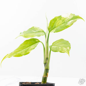 Aglaonema modestum 'Spilt Milk' (wk21-D)