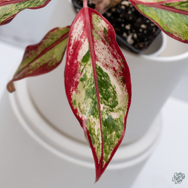 Aglaonema 'Siam Aurora' Variegated (wk34-J)