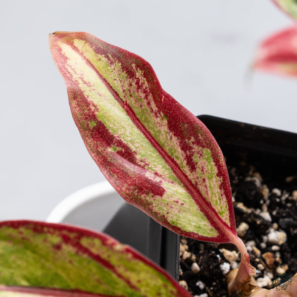 Aglaonema 'Siam Aurora' Variegated (wk34-J)