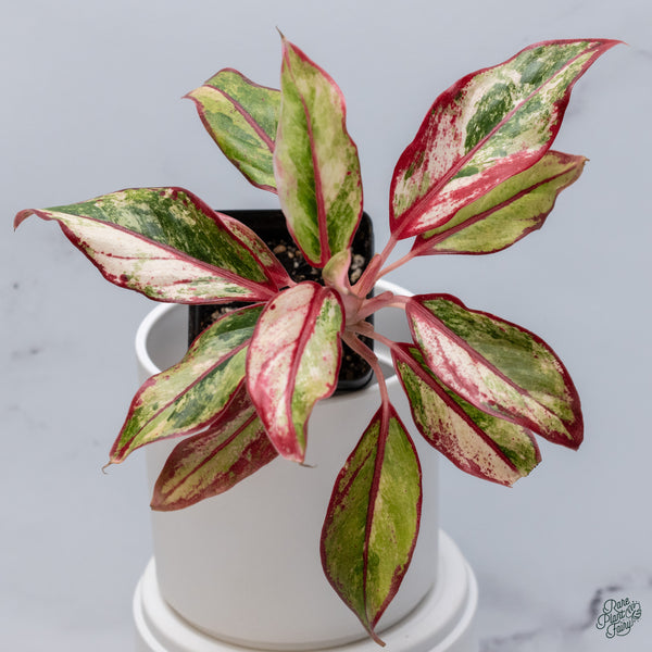 Aglaonema 'Siam Aurora' Variegated (wk34-J)