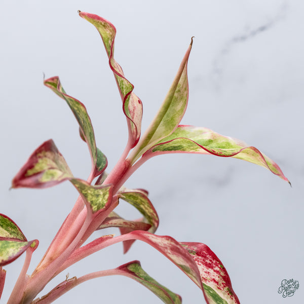 Aglaonema 'Siam Aurora' Variegated (wk34-J)