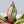 Aglaonema 'Siam Aurora' Variegated (wk34-J)