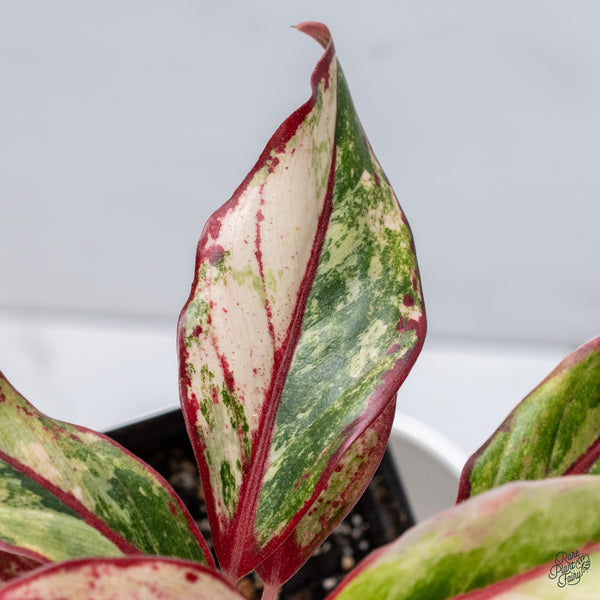 Aglaonema 'Siam Aurora' Variegated (wk34-J)