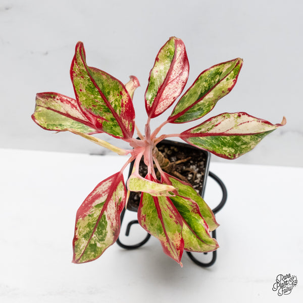 Aglaonema 'Siam Aurora' Variegated (wk49-E)
