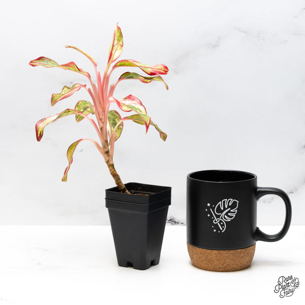 Aglaonema 'Siam Aurora' Variegated (wk49-E)