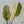 Aglaonema 'Siam Jade' Variegated (wk35-A)