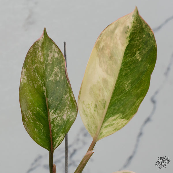 Aglaonema 'Siam Jade' Variegated (wk35-A)