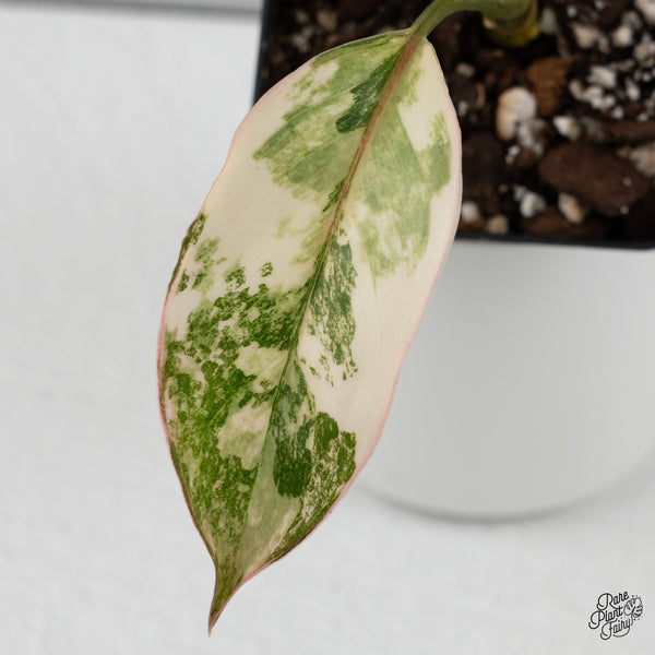 Aglaonema 'Siam Jade' Variegated (wk35-A)