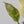 Aglaonema 'Siam Jade' Variegated (wk35-A)