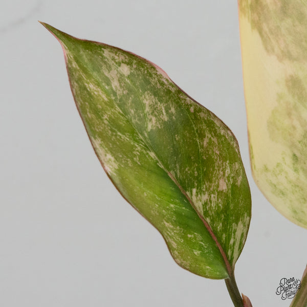 Aglaonema 'Siam Jade' Variegated (wk35-A)