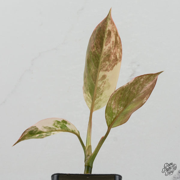 Aglaonema 'Siam Jade' Variegated (wk35-A)