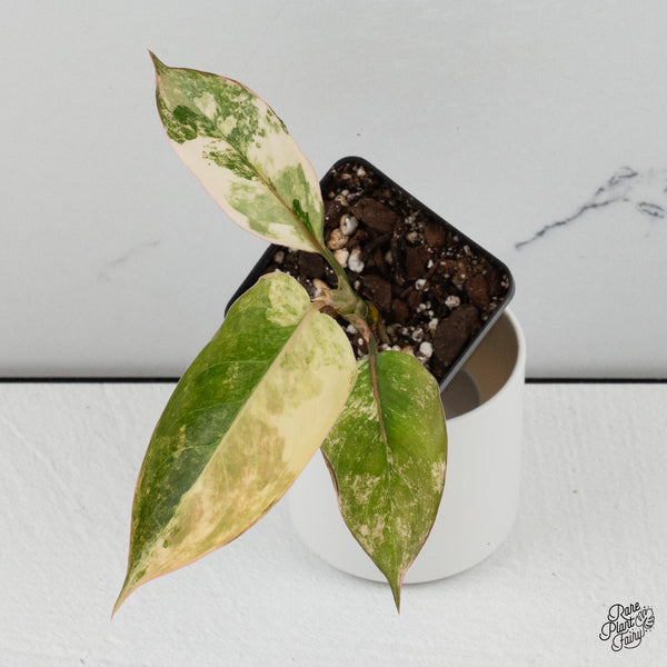 Aglaonema 'Siam Jade' Variegated (wk35-A)